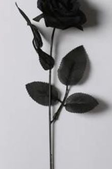 Black Rose (Hoa Hồng Đen)